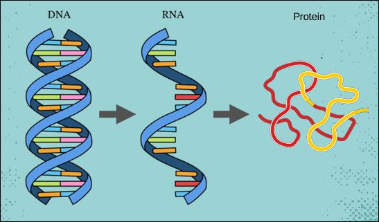 Fragmenten van DNA en RNA met in kleuren de nucleotidenbasen.