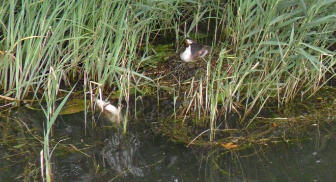 Hoorn. Naast onze boot zit de fuut nog rustig op zijn nestje. De idylle wordt wat verstoord door de dode vis die er links naast drijft.