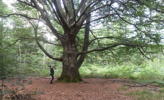 Een monumentale beuk in het Rijsterbos.