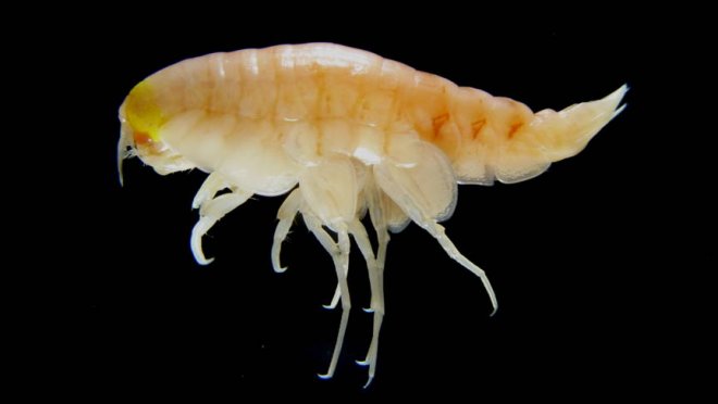 Op de bodem van de Marianentrog leeft dit garnaalachtige diertje. Men trof er hoge concentraties van schadelijke stoffen in aan.