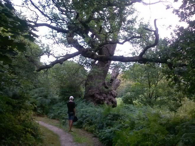 De bossen bij Woolverstone hebben een hoog Tolkien-karakter.
