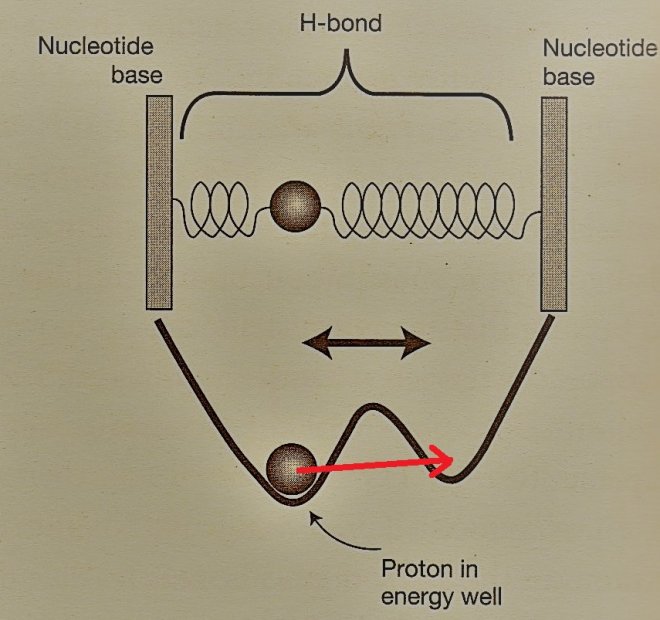 Het proton in de DNA-waterstofbrug heeft hier twee lage energieniveaus. Het proton is meestal op de plek met de laagste energie, maar kan soms naar de tweede 'tunnelen'. (Afbeelding uit besproken boek)