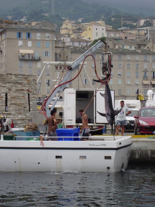 Een treurig gezicht in de oude haven van Bastia. Vissers hijsen een grote zwaardvis op de kant
