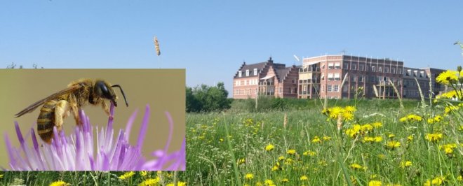 De uiterwaard bij Bastion 7  (Foto: Nature Today)