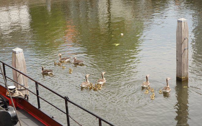 Drie gezinnen Grauwe gans in de Lingehaven, naast de stoomsleepboot Jan de Sterke.