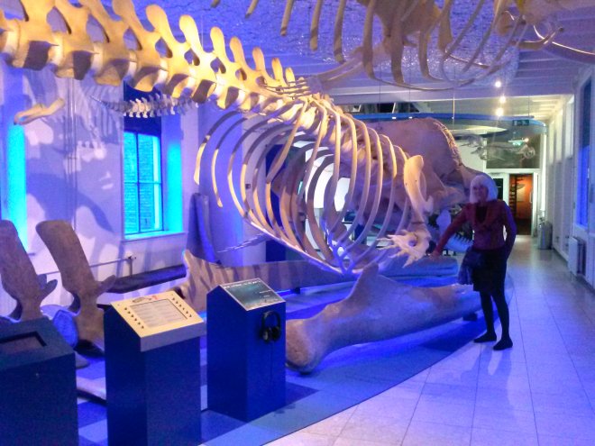 Skelet van een potvis in het Natuur Museum Fryslân.