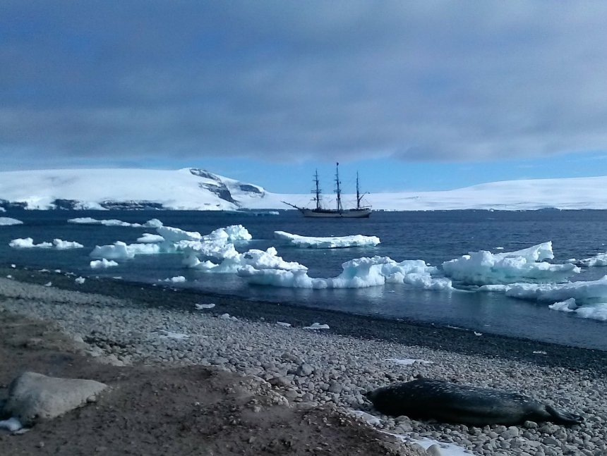 Een van de vele zeeberen op het strand van Paulet eiland.
