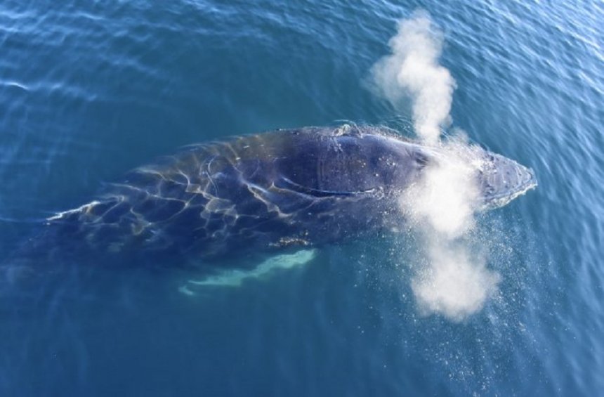 Eén van de vier bultrugwalvissen die een halfuur om de boot speelden (foto: Laurence Baldauff)
