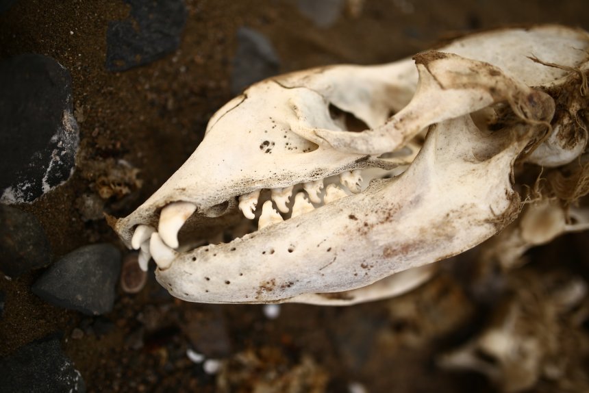 The Naze, James Ross eiland. Schedel van een rob. Let op de rij scherpe tanden met haakjes (foto: Chrissy Smith)