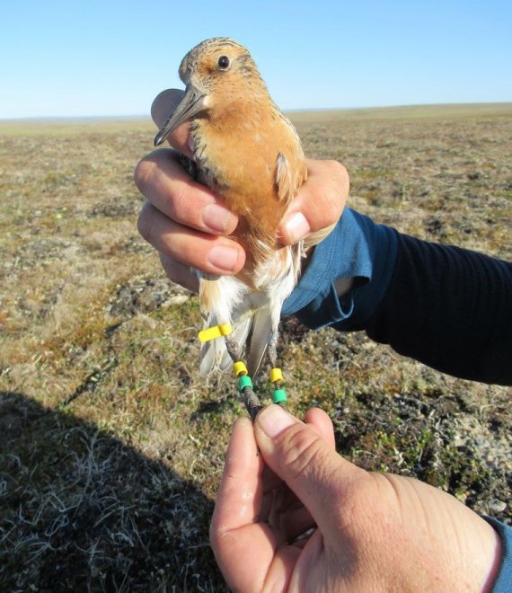 Op 18 juli 2019 wordt de kanoet geringd op het Tajmyr schiereiland in Siberië (foto: NIOZ)