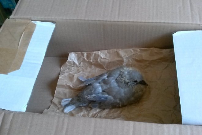 Het jonge duifje was uit het nest gevallen.