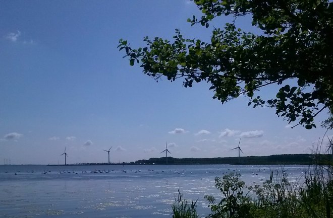 Een zwanenvolk bij het Hellegatsplein