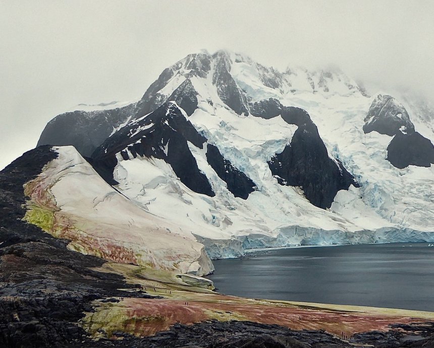 Bloei van rode en groene algen op King George Island, Antarctica (Credit: Bob Gilmore)