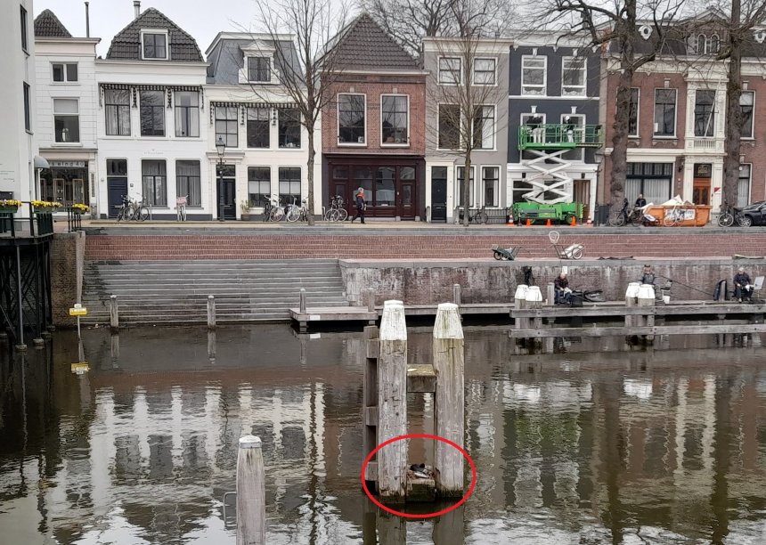 Het broedend meerkoetje in de haven. Links bij de loopbrug is ons huis, rechts op de steiger de gebruikelijke vissers.