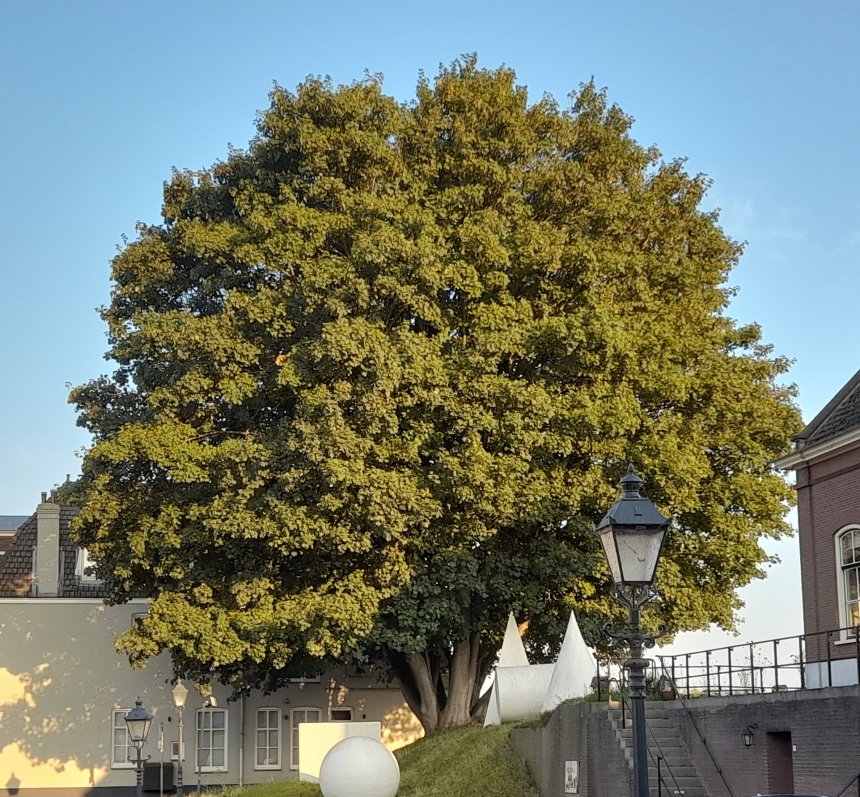 De monumentale es bij ons op de wal.