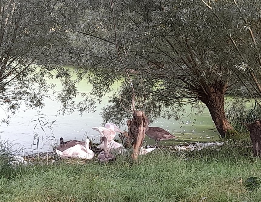 Zwanenfamilie in de stadsgracht van Willemstad.