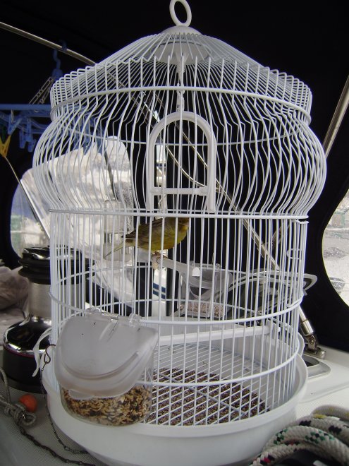 Lord Byron in de nieuwe kooi, onder de buiskap