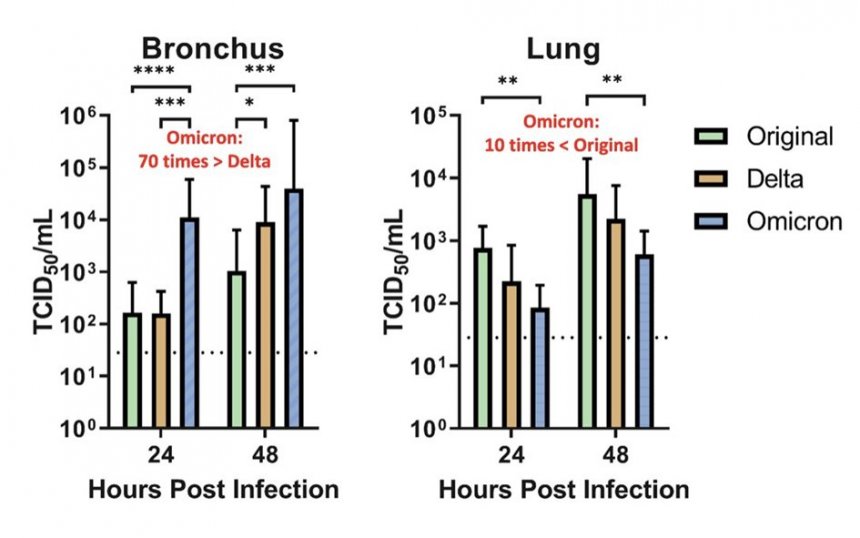 De omikronvariant dringt beter door in bronchiaal epitheel dan in de diepere longblaasjes. (bron: Hongkong studie, zie tekst)
