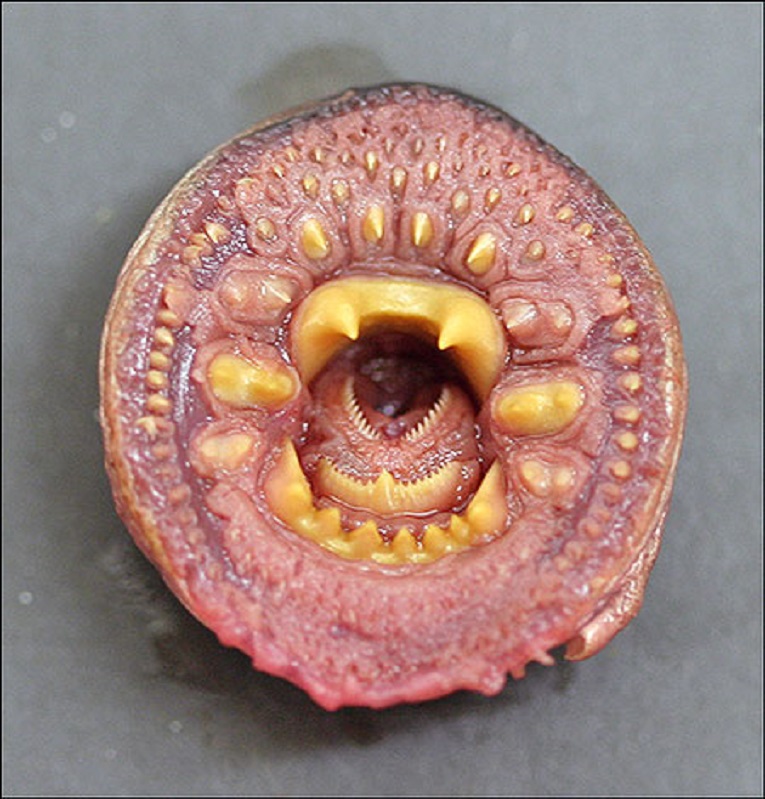 Arctic Lamprey, Yukon River near Kaltag. Photo by Randy Brown, USFWS