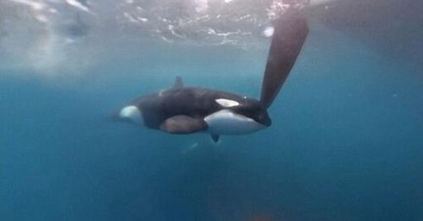 Orka valt het roer van een zeiljacht aan in de Straat van Gibraltar.(beeld: RTL Nieuws)