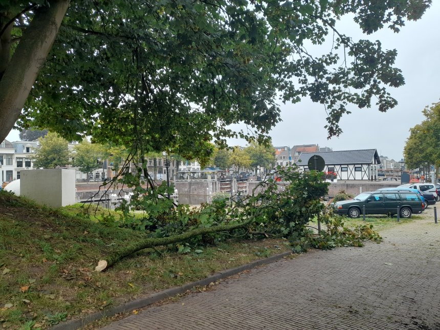 Vannacht afgescheurde takken van de grote es op de Kriekenmarkt.