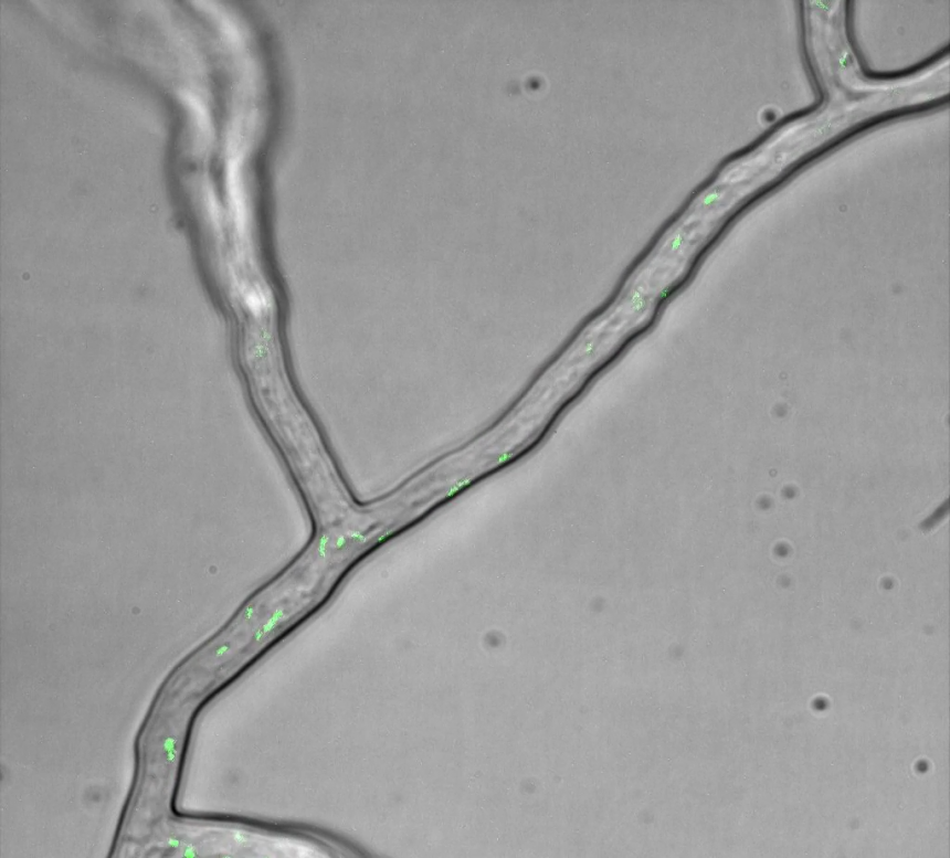 Endosymbiose. Bacterieën van Mycetohabitans rhizoxinica (groen oplichtende ovaaltjes) bewegen in een langgerekte en vertakkende cel van de schimmel Rhizopus microsporus. Beeld: Thomas Gassler; Nature