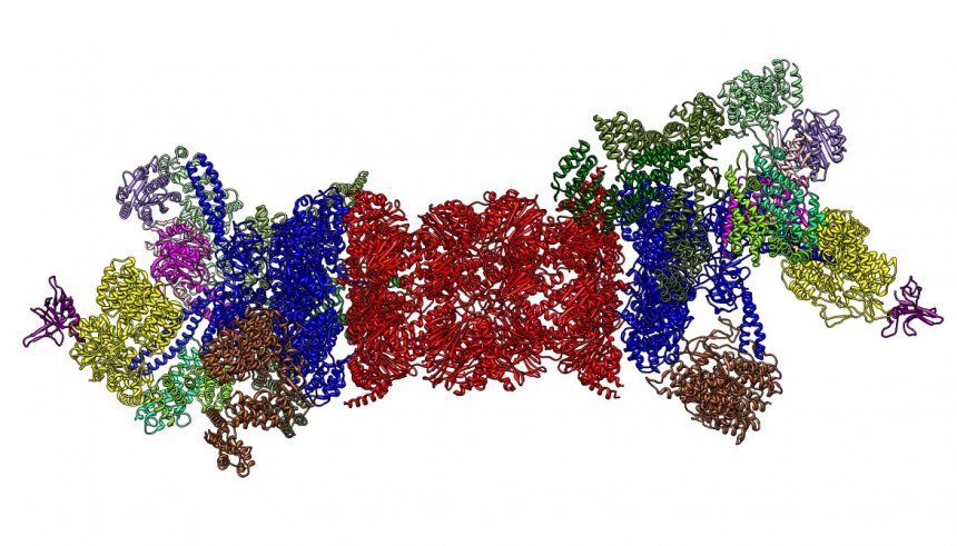 Een proteasoom is een ingewikkelde eiwitstructuur, die je aantreft in de meeste levende cellen. (beeld: Wikipedia)