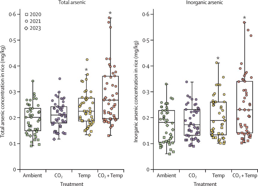 De toename van arsenicum per jaar bij toename van CO2 en temperatuur in rijst (bron: The Lancet, mei 2025)