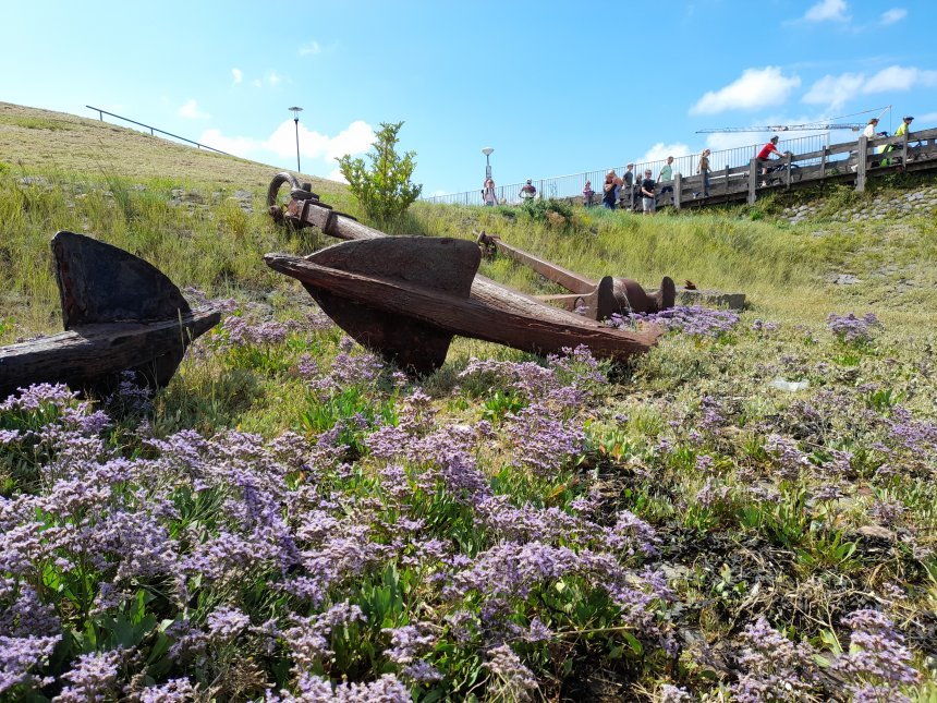 Zulte c.q. zeeaster?