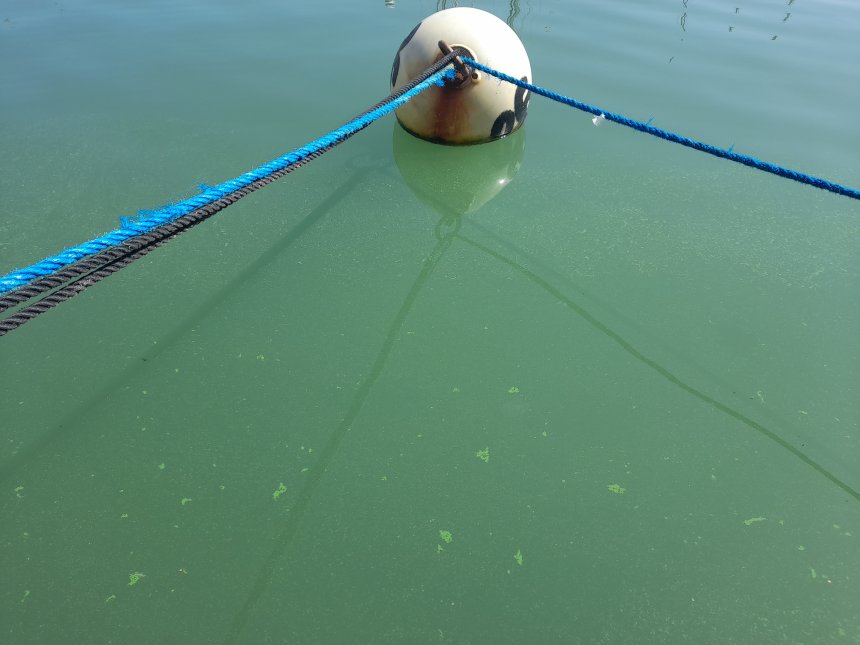 Algenbloei achter ons schip.