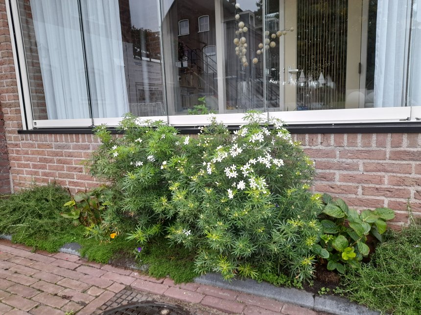 In ons geveltuintje naast de sluis bloeit de Choisya ternata.