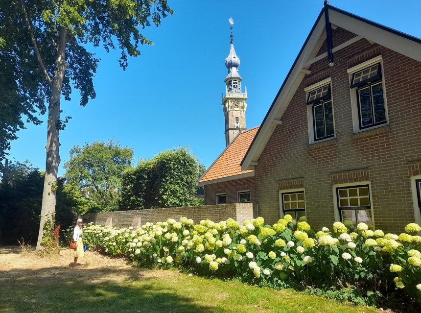 Een lange rij witte hortensia's aan de Oliemolenstraat in Veere. Op de achtergond de toren van het stadhuis met het unieke carillon.