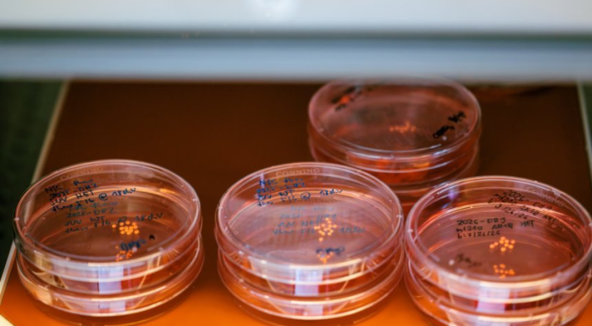 Petrischaaltjes met organoids van neurale cellen in het Harvard-lab. Ieder puntje is een organoid met meer dan een miljoen cellen.. (Image: Carlos Sanchez/Harvard FAS Staff Photographer)